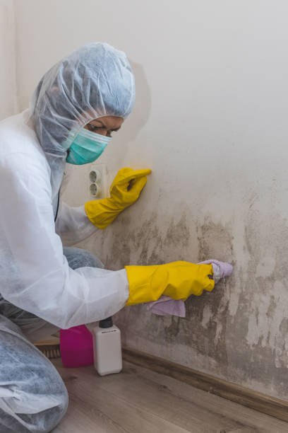 Mold Documentation for Insurance Claims in Stamford, CT